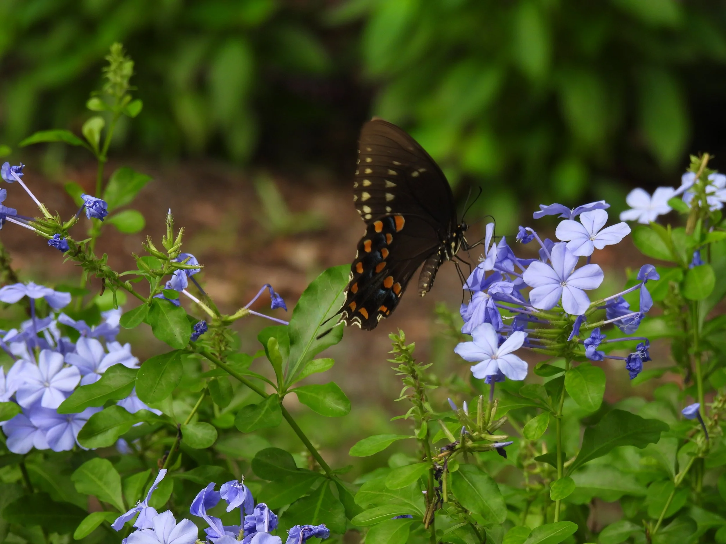DSCN4559.JPG