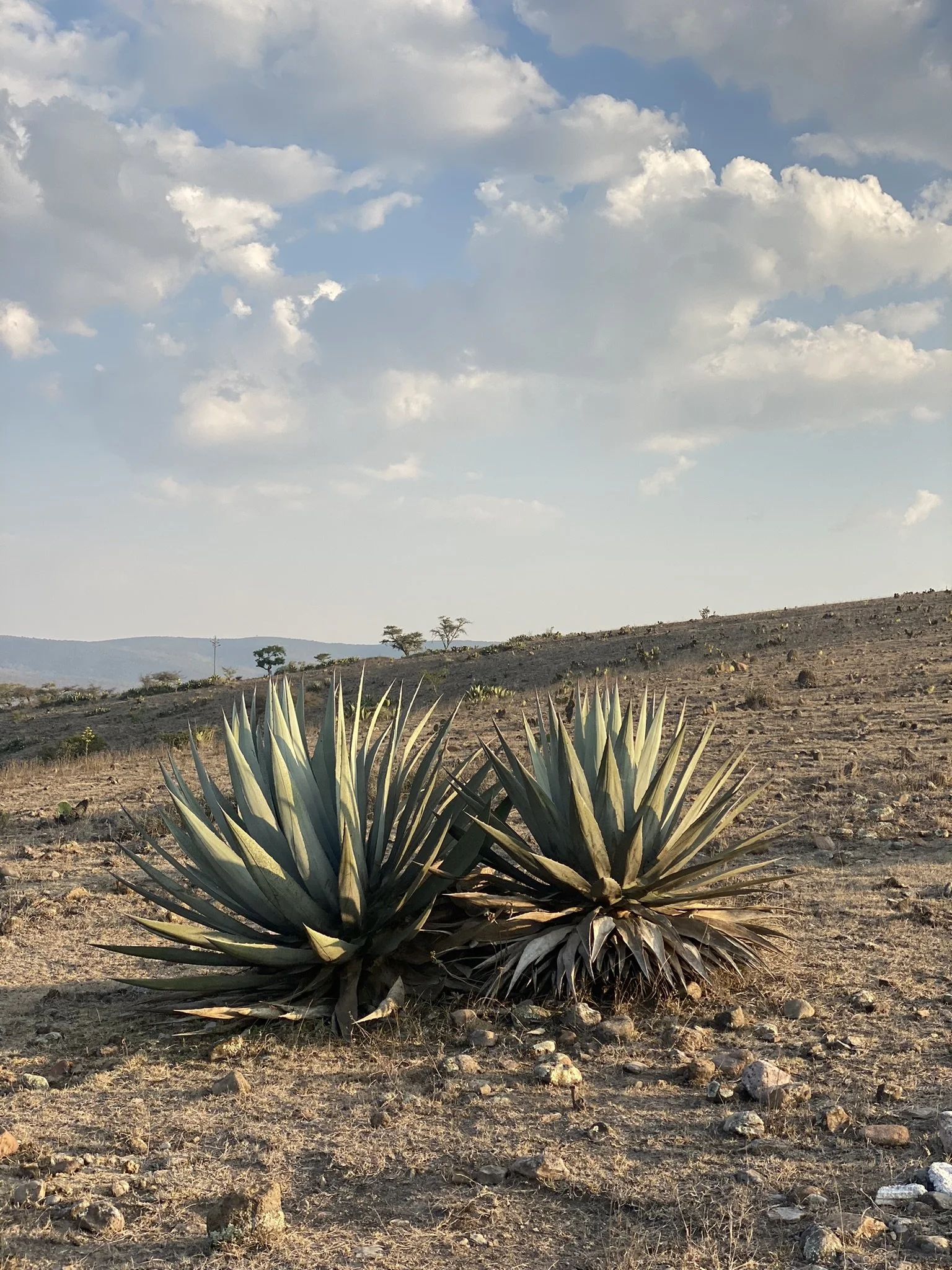 THE ESSENTIAL MEZCAL EXPERIENCE