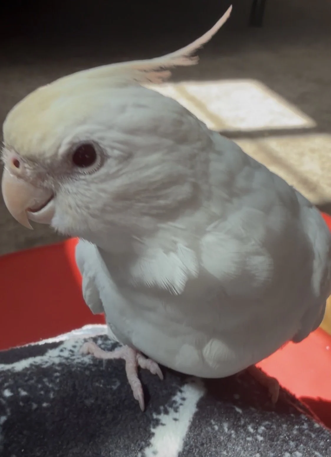 Talk to the Squawk