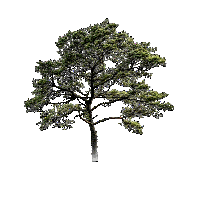 A tall tree with a slender trunk and dense green foliage on a transparent background.