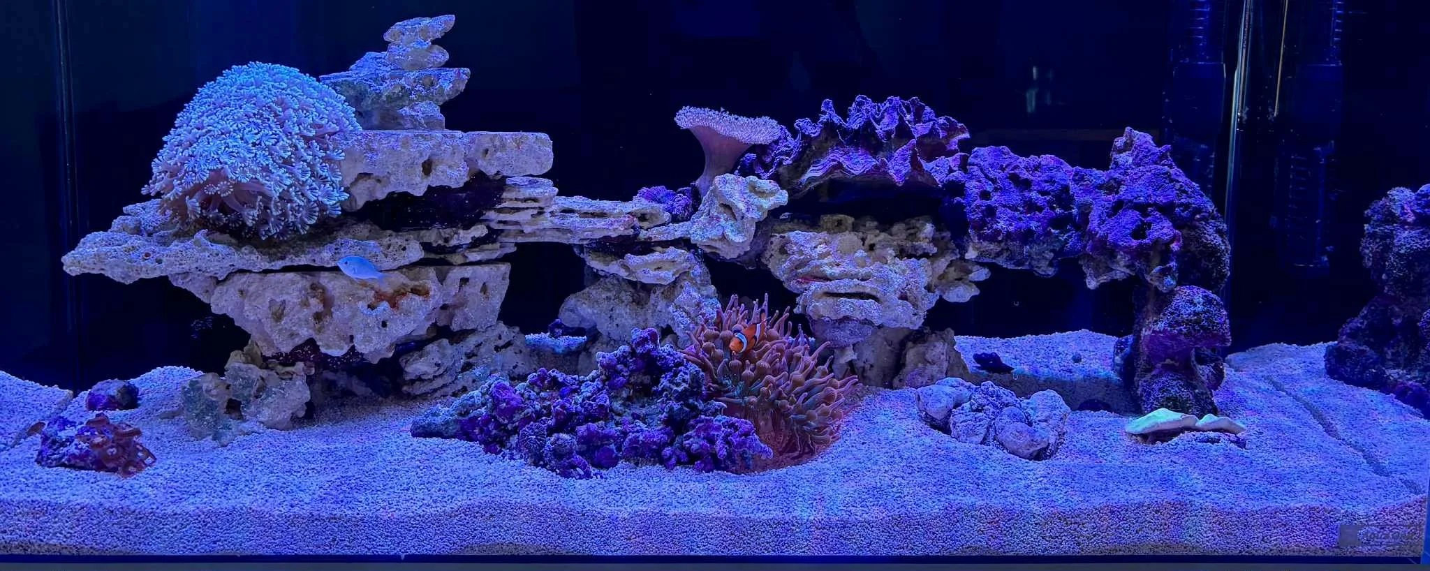 A vibrant saltwater aquarium with various coral formations, including soft and hard corals, and a clownfish among sea anemones, under blue lighting.