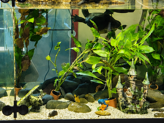 turtle-tank-service-nelson-bay.png