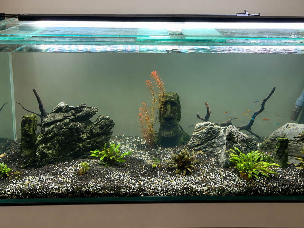 fish tank clean service nsw