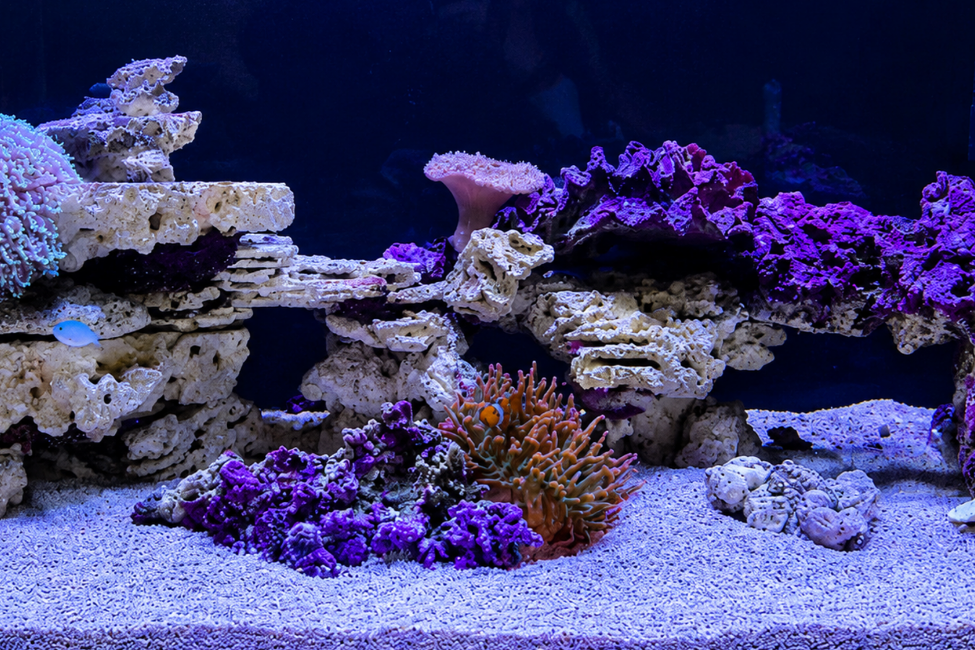 Reef Rank Cleaning Marine