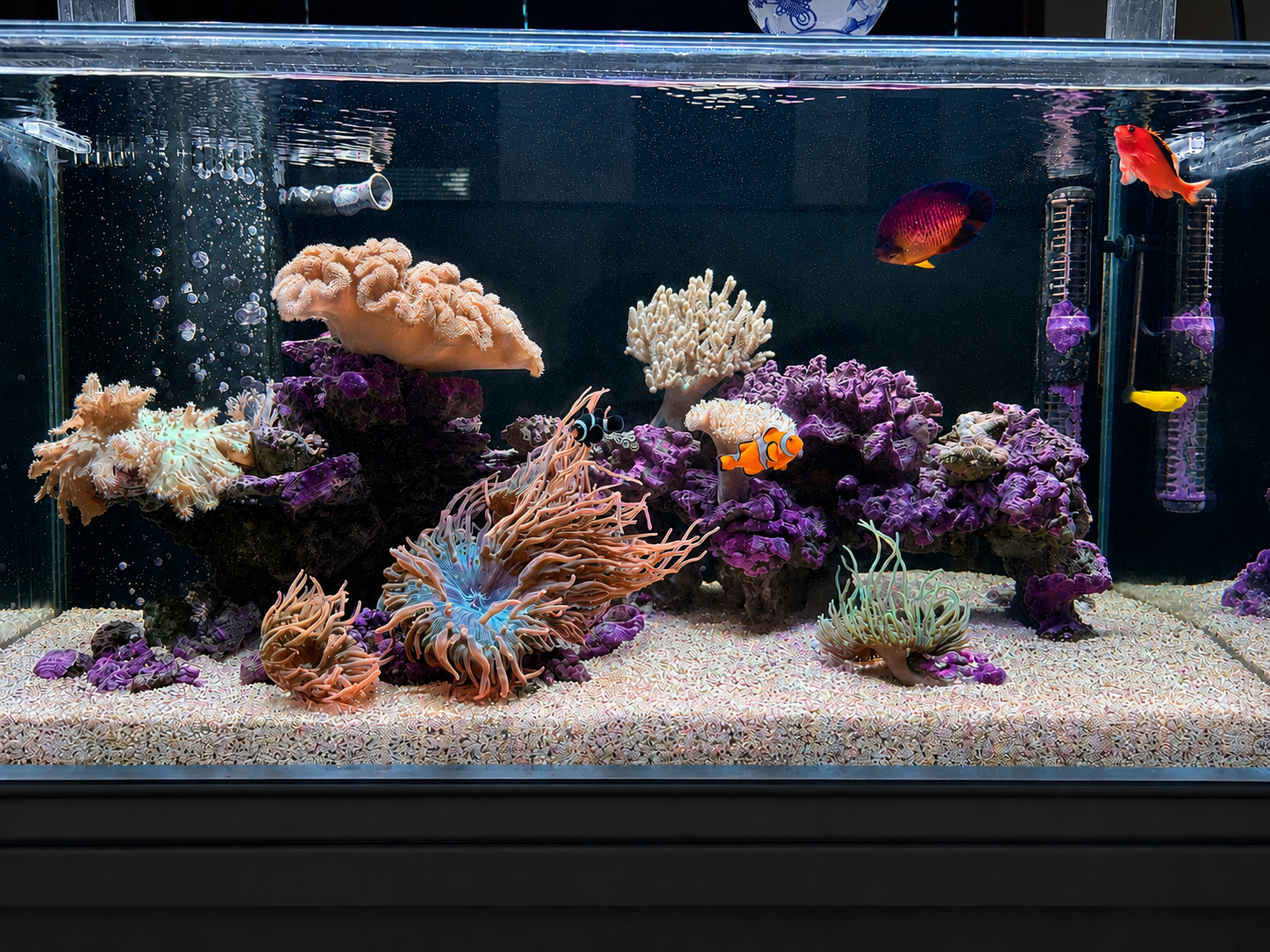 Aquarium with various colorful coral and fish species, including clownfish, tang, and anemones, in a marine scene.