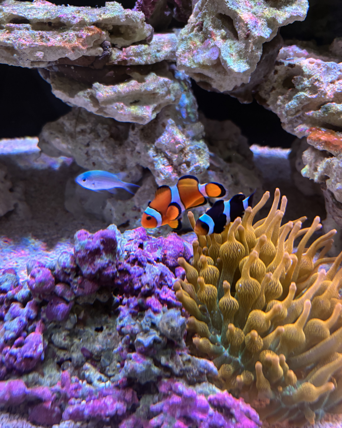 Colorful underwater scene with a clownfish, a blue fish, and coral reefs.