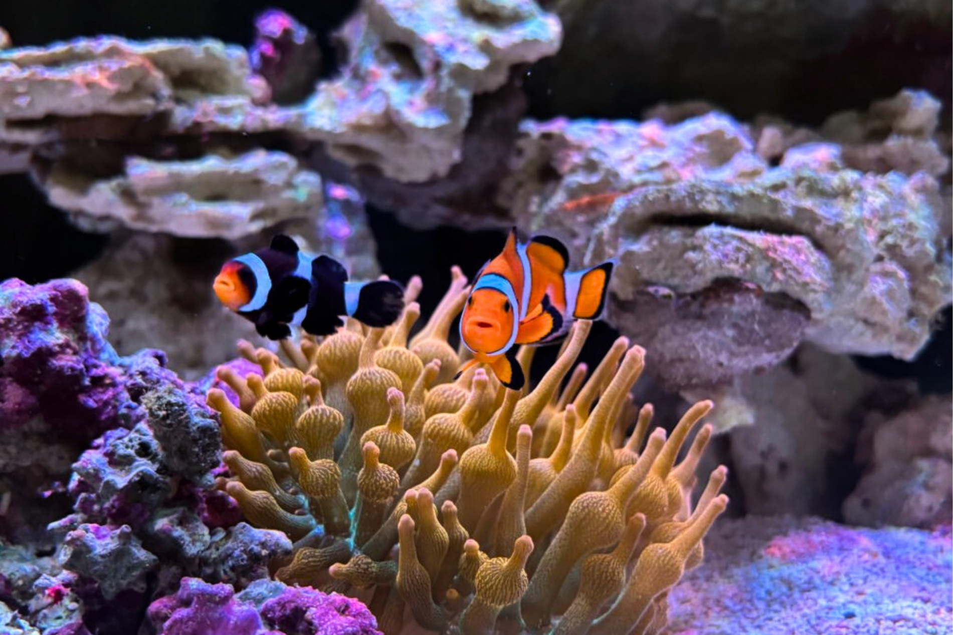 Clownfish-marine-servicing