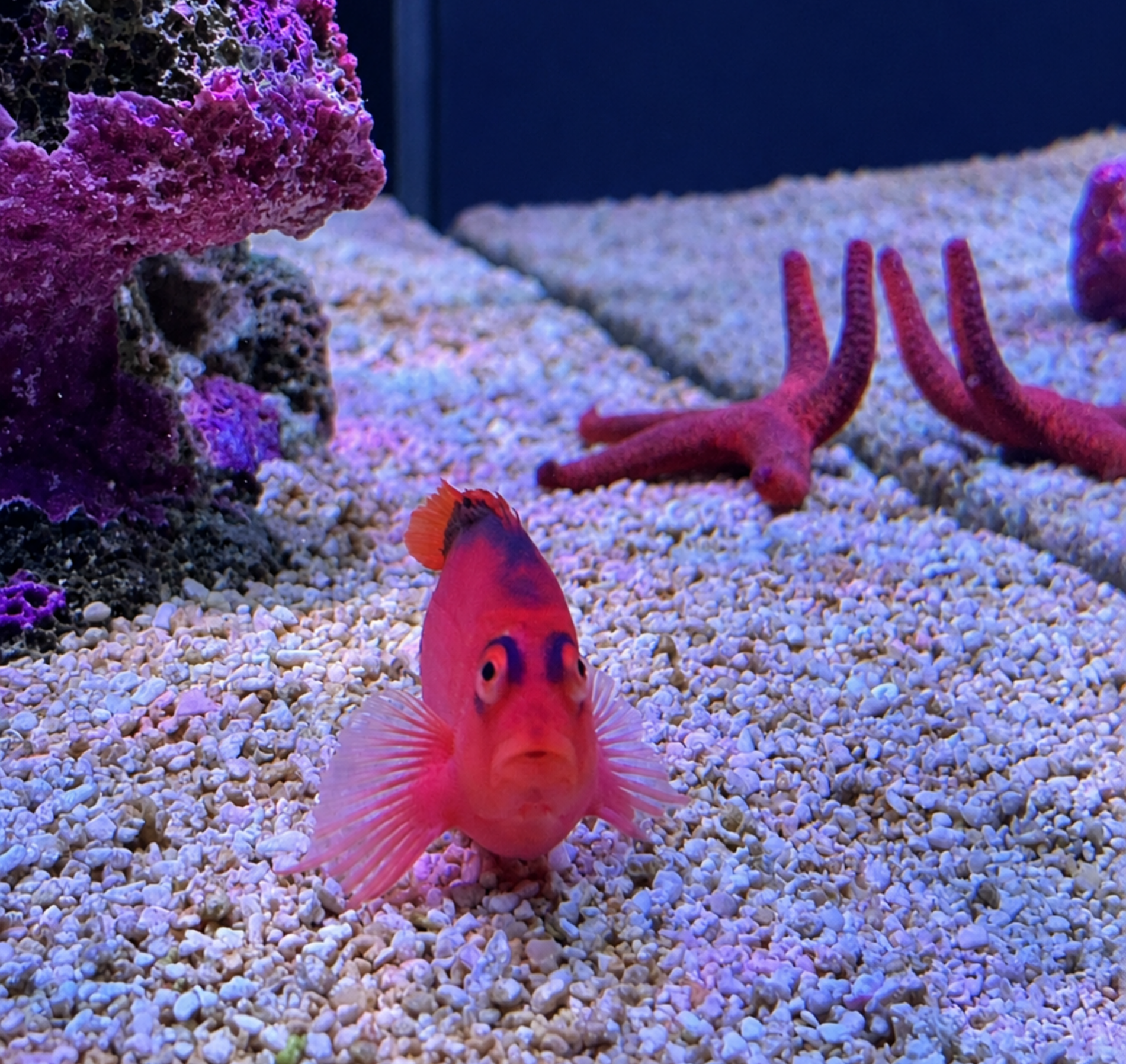 Colorful saltwater aquarium with pink starfish, a pink fish with black markings facing the camera, purple coral, and multicolored rocks.