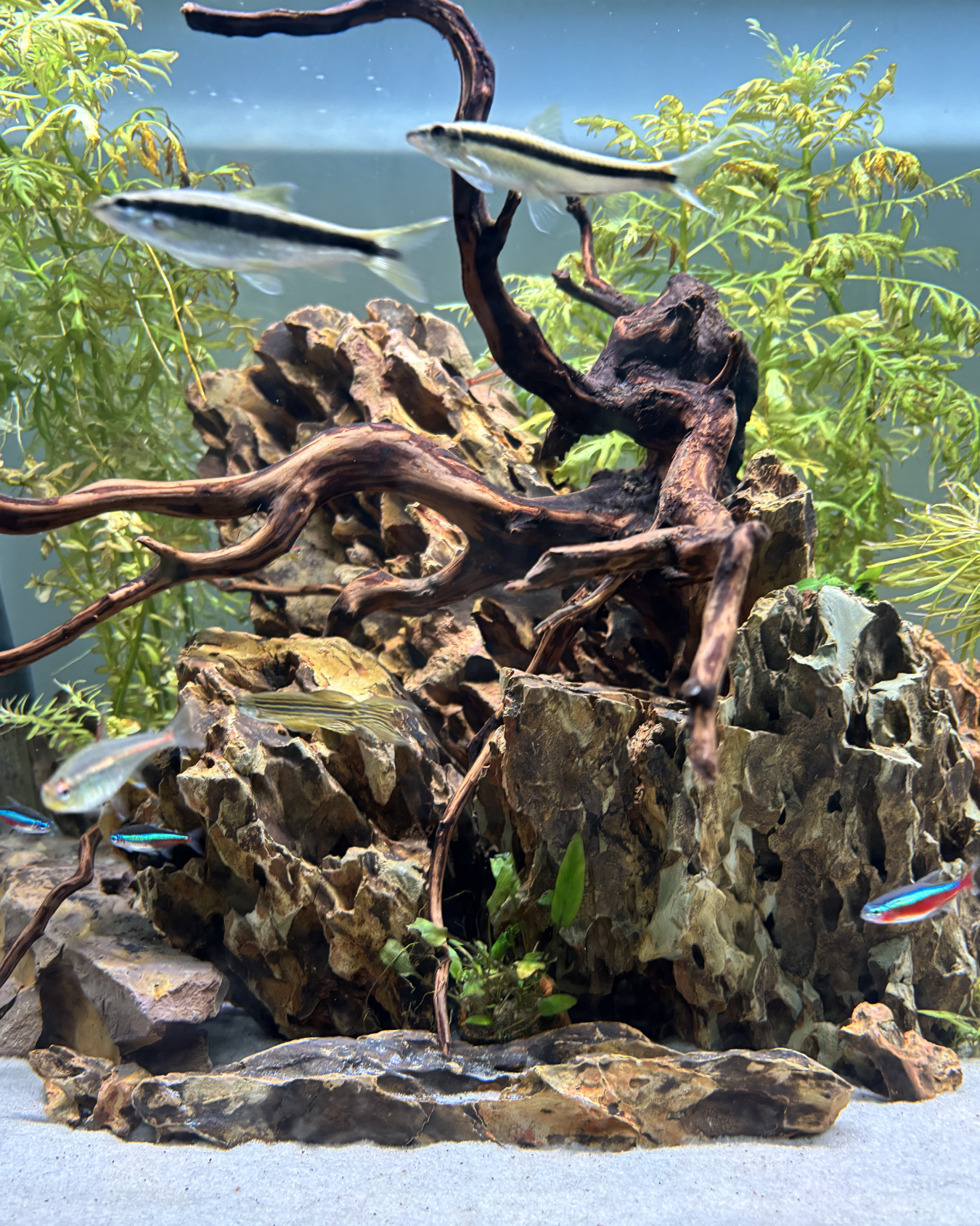 Aquarium with rocks, driftwood, green plants, and small colorful fish swimming.