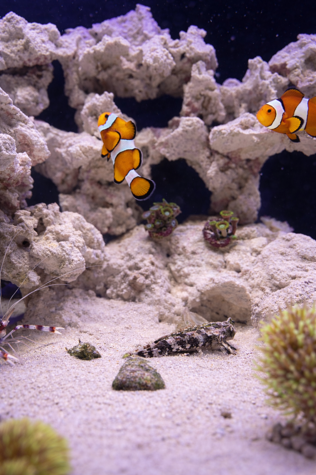 clownfish-marine-tank-serves.png