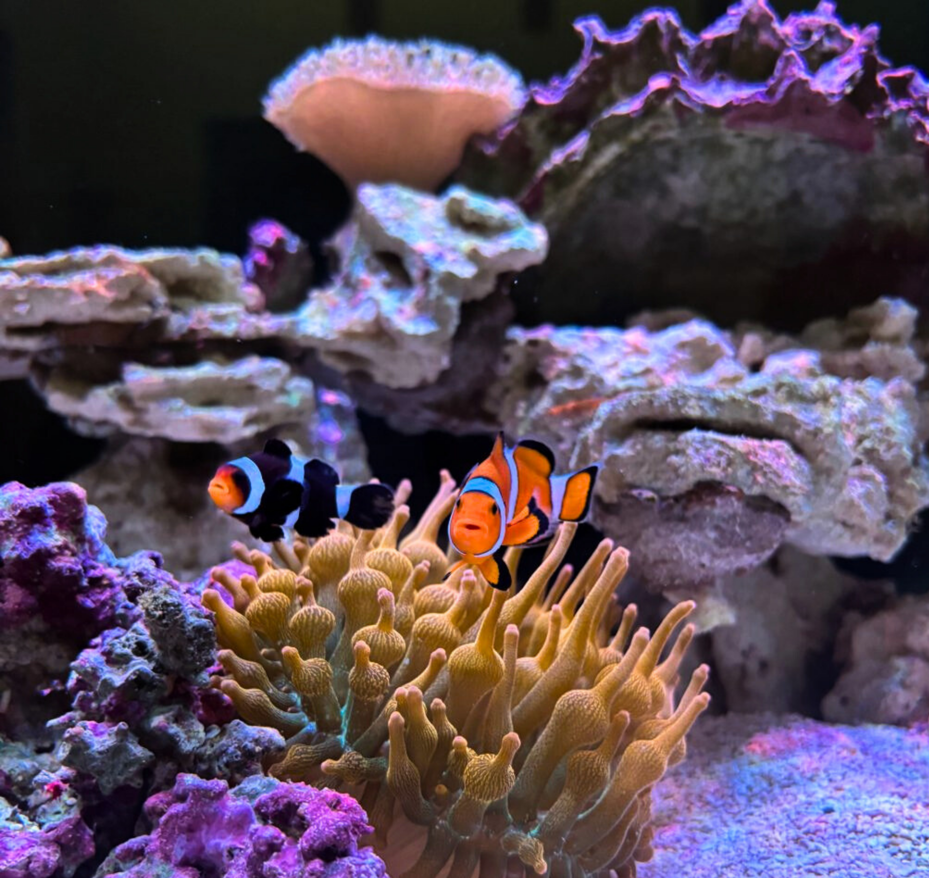 Colorful underwater scene featuring clownfish swimming around yellow coral and purple sea anemones.