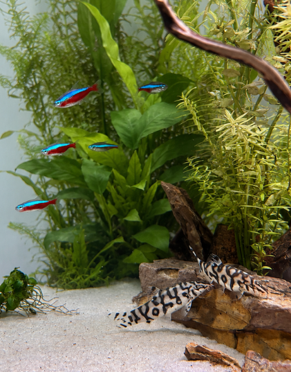 Neon Aquariums Freshwater tank servicing