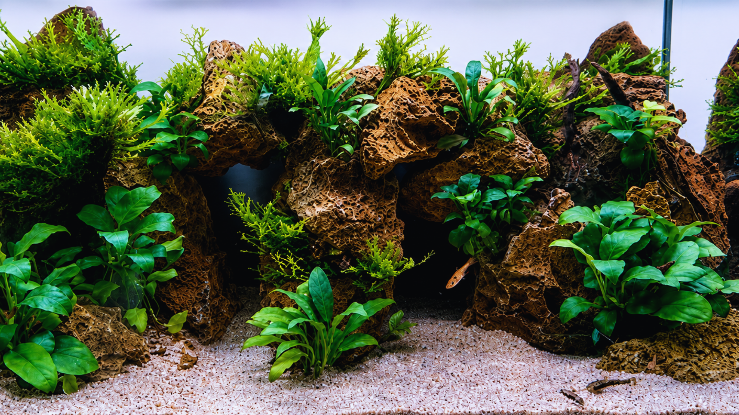 Saltwater fish tank servicing cleaning