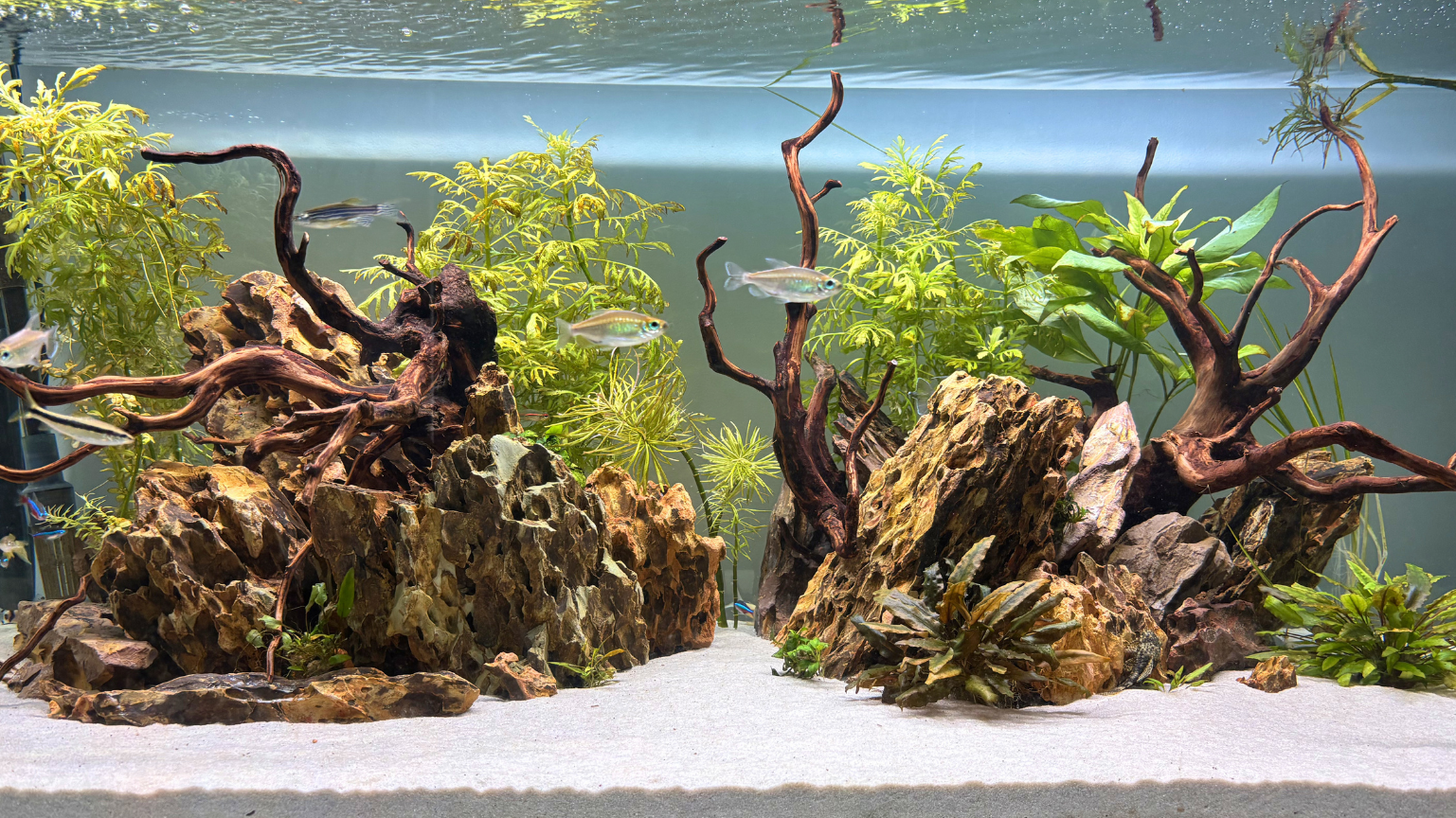 Aquarium with rocks, driftwood, green aquatic plants, and small fish swimming.