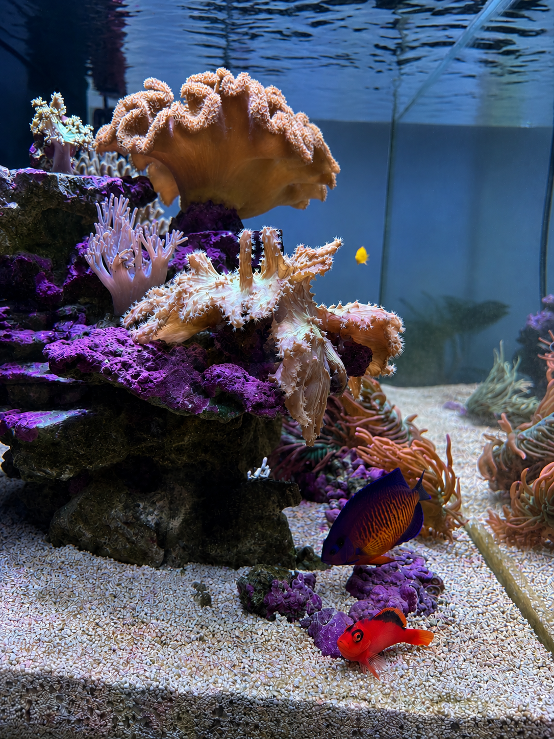 Underwater coral reef scene with colorful corals and fish.