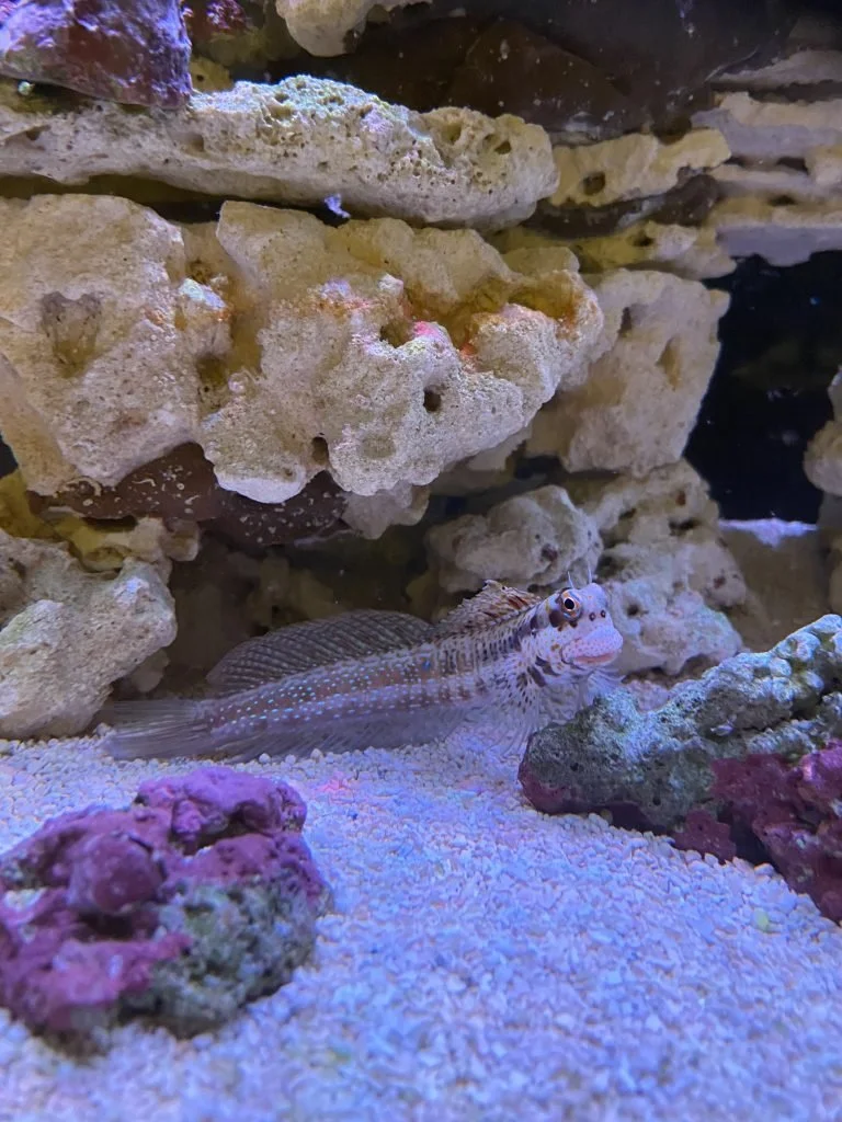 Marine Tank Blenny Fish.jpg