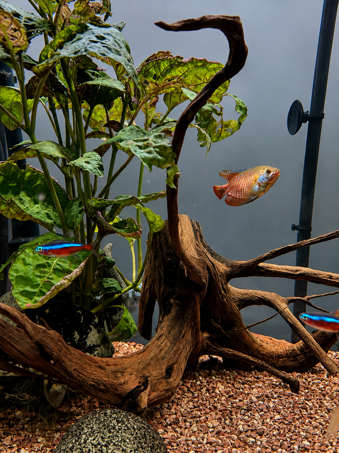 Aquarium scene with green leafy plants, a piece of driftwood, and three colorful fish swimming around.