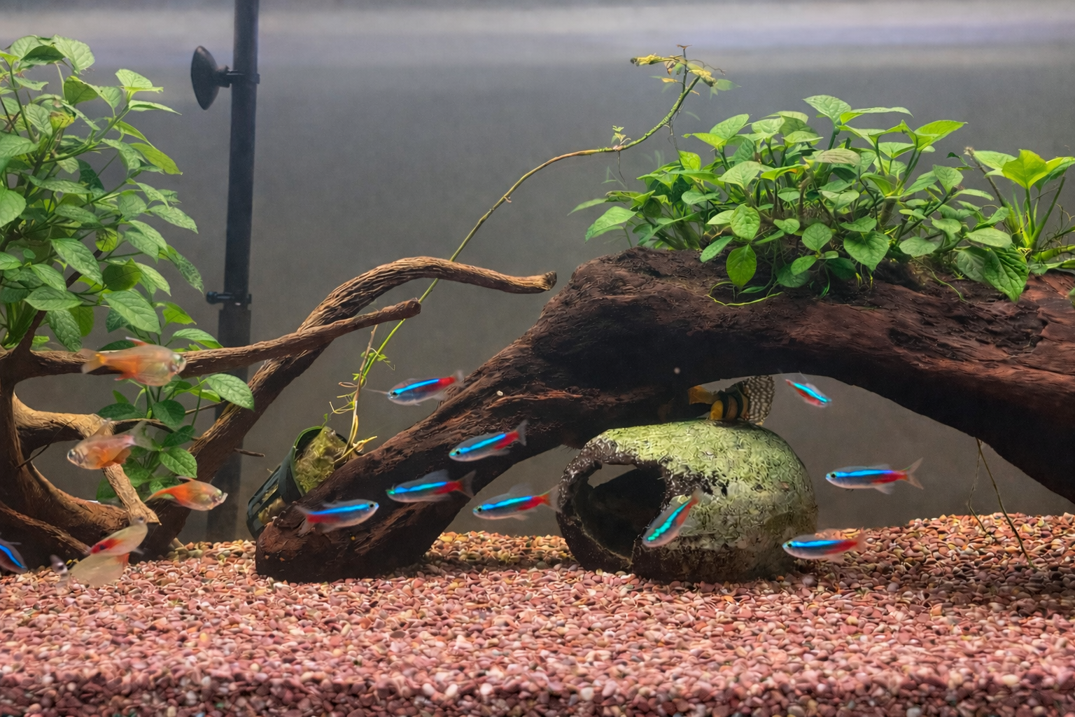 Freshwater aquarium with colorful fish, green plants, driftwood, and a hollow log.