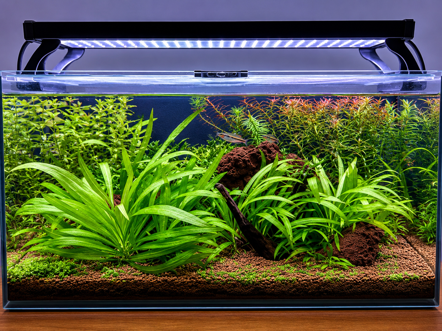 Nano-aquascape-fishtank-cleaning-maintenance.png
