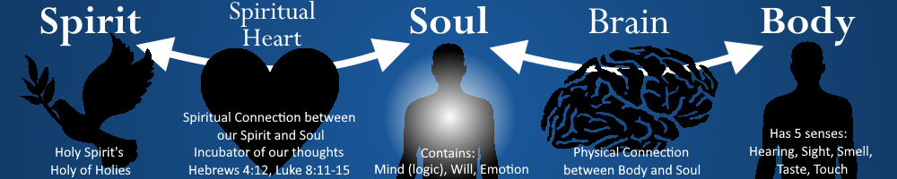 Diagram illustrating the connection between the spirit, soul, brain, and body. It shows the Holy Spirit's connection to the spirit, the spiritual connection between spirit and soul, the soul's mind, will, and emotion, the brain's physical connection to the body, and the five senses of the body.