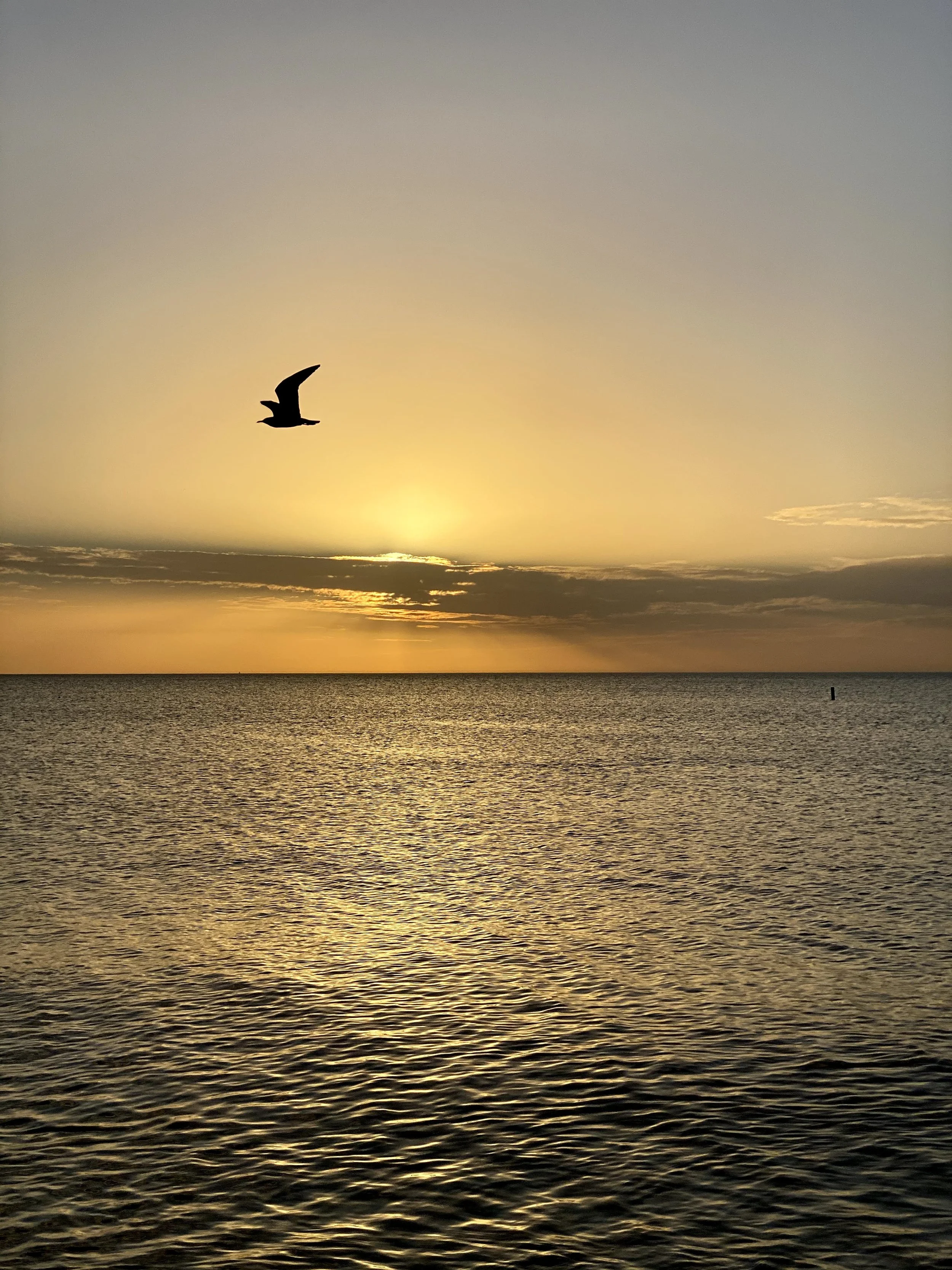 A silhouette of a bird flying over a calm ocean during sunset with a clear sky.