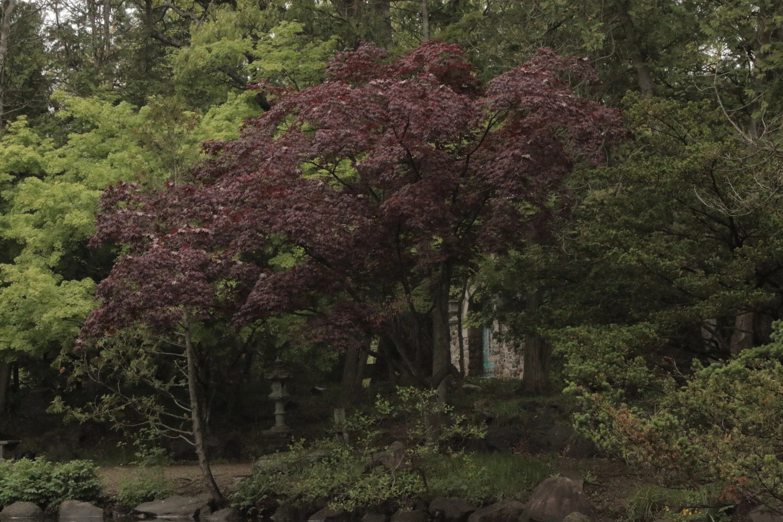 A natural scene featuring a variety of trees with green and dark red leaves near a body of water, possibly a pond or lake, with rocks along the shoreline.