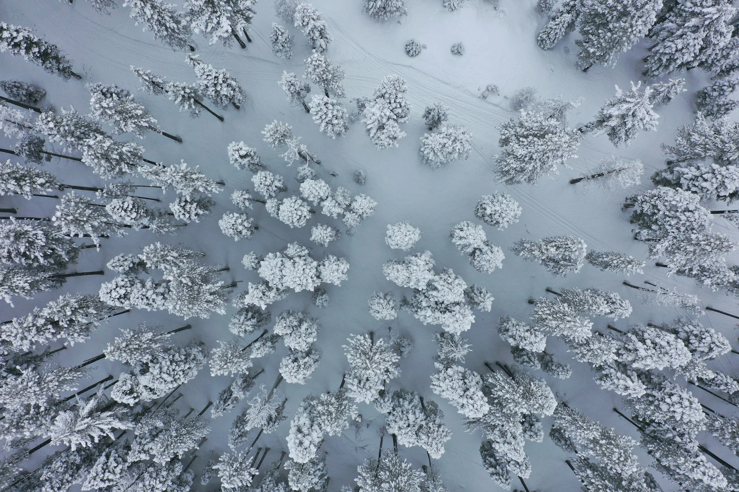 An aerial view of a snow-covered forest with tall trees and visible ski tracks in the snow.