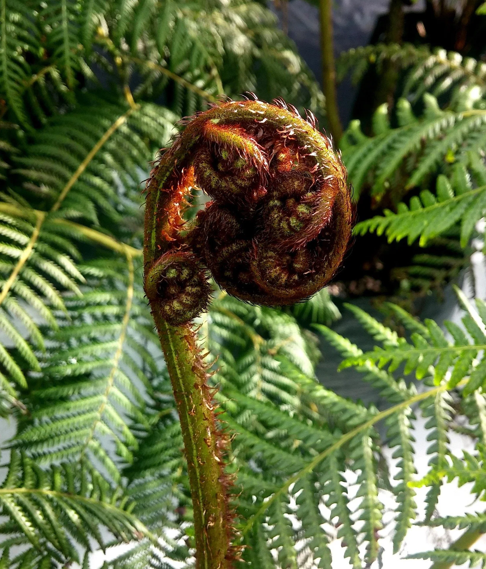 Close-up of a curled fern fiddlehead emerging from a fern plant, with green leaves in the background.