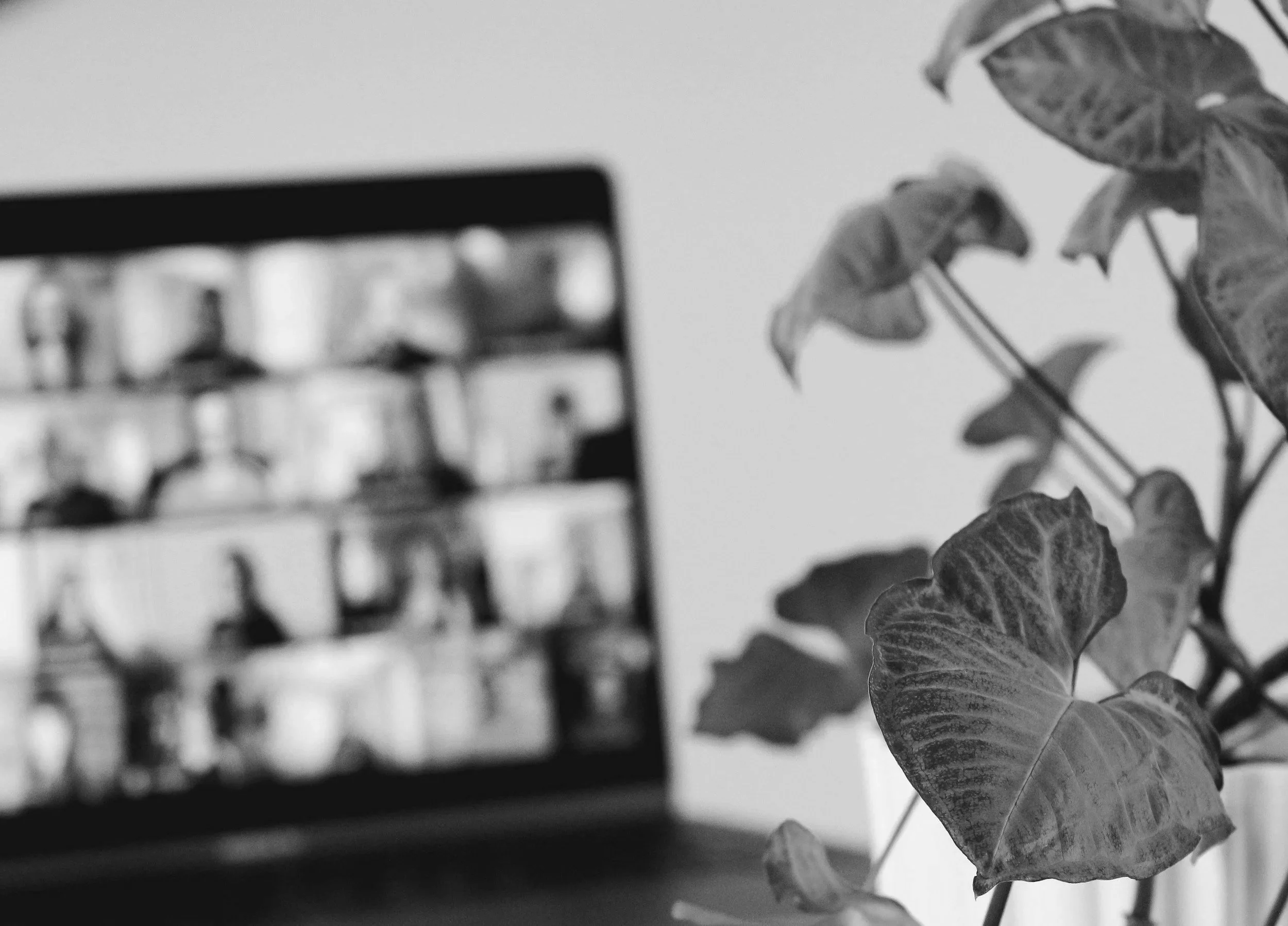 A blurred image of a plant with large leaves in the foreground and a blurred background of a bookshelf with jars or containers.