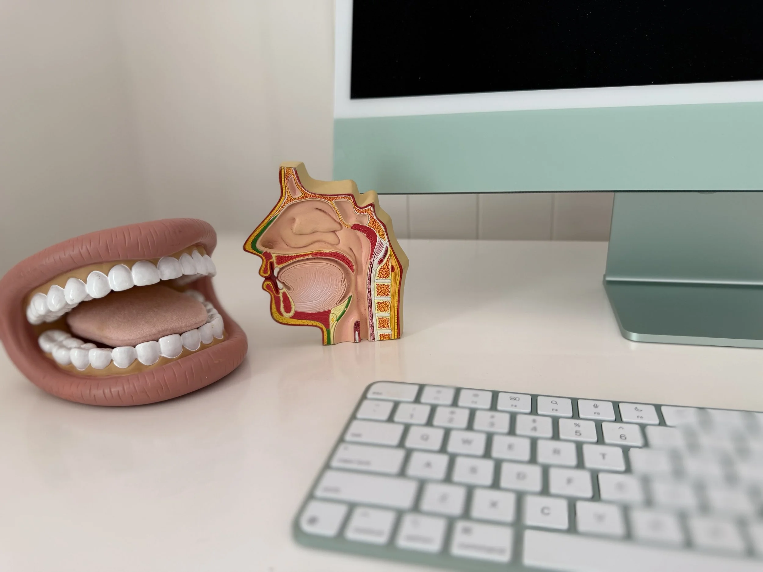 Dental model with teeth and tongue, anatomical diagram of nasal and oral cavities, computer keyboard, and part of a computer monitor.