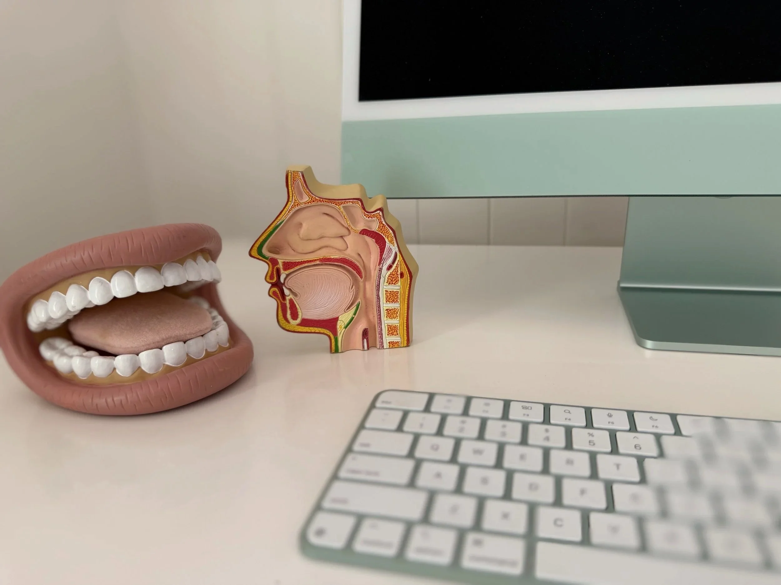 A mouth model and a cross section of the mouth and pharynx on a desk next to a computer monitor and keyboard in an office or clinic setting.