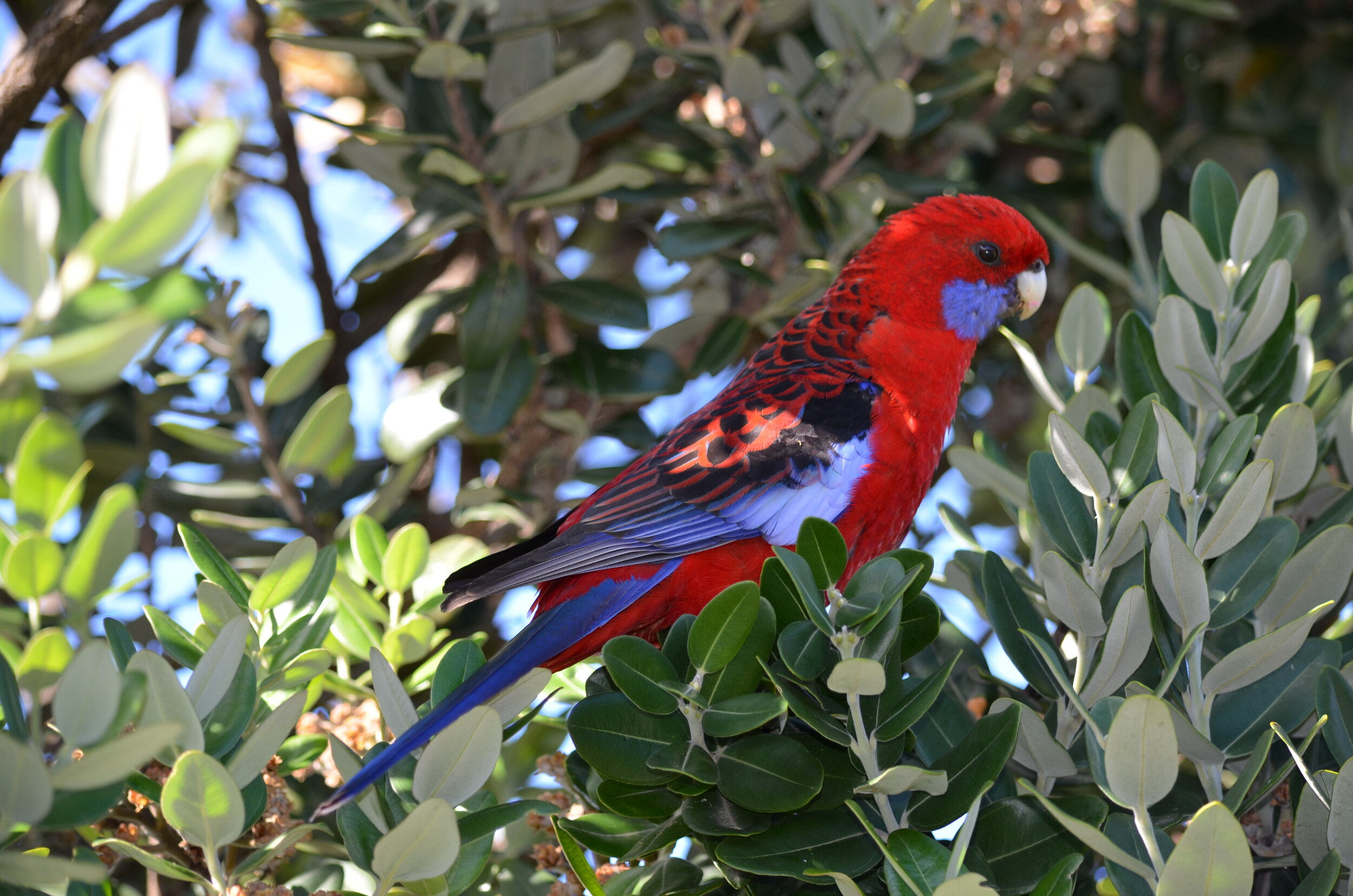 DSC_0244.jpg