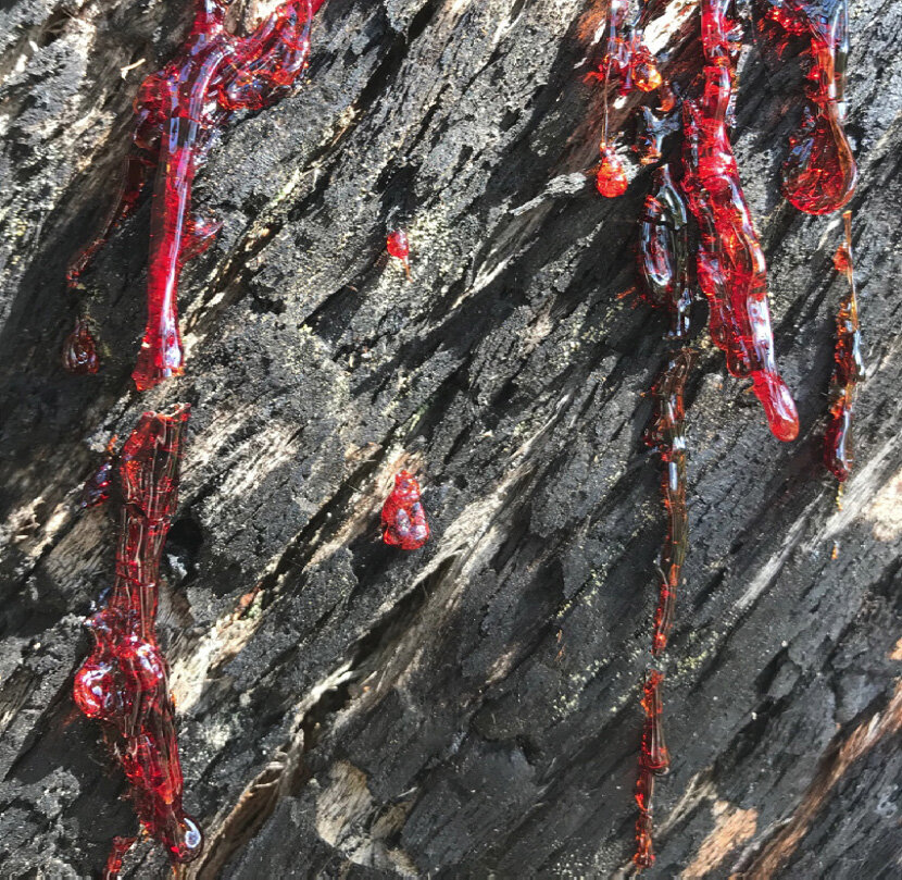 TreeSap.jpg