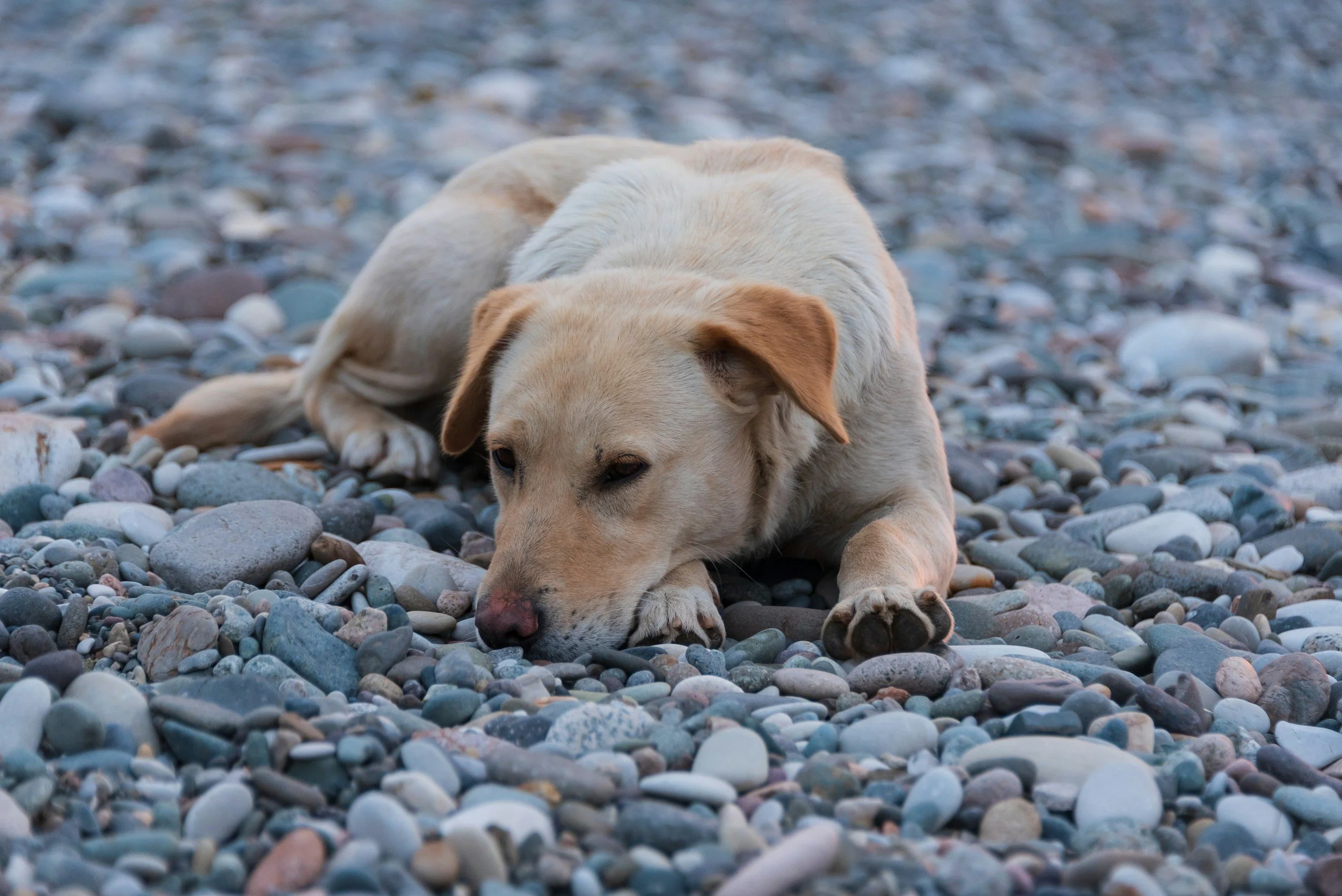 Fighting for kindness- animals in need