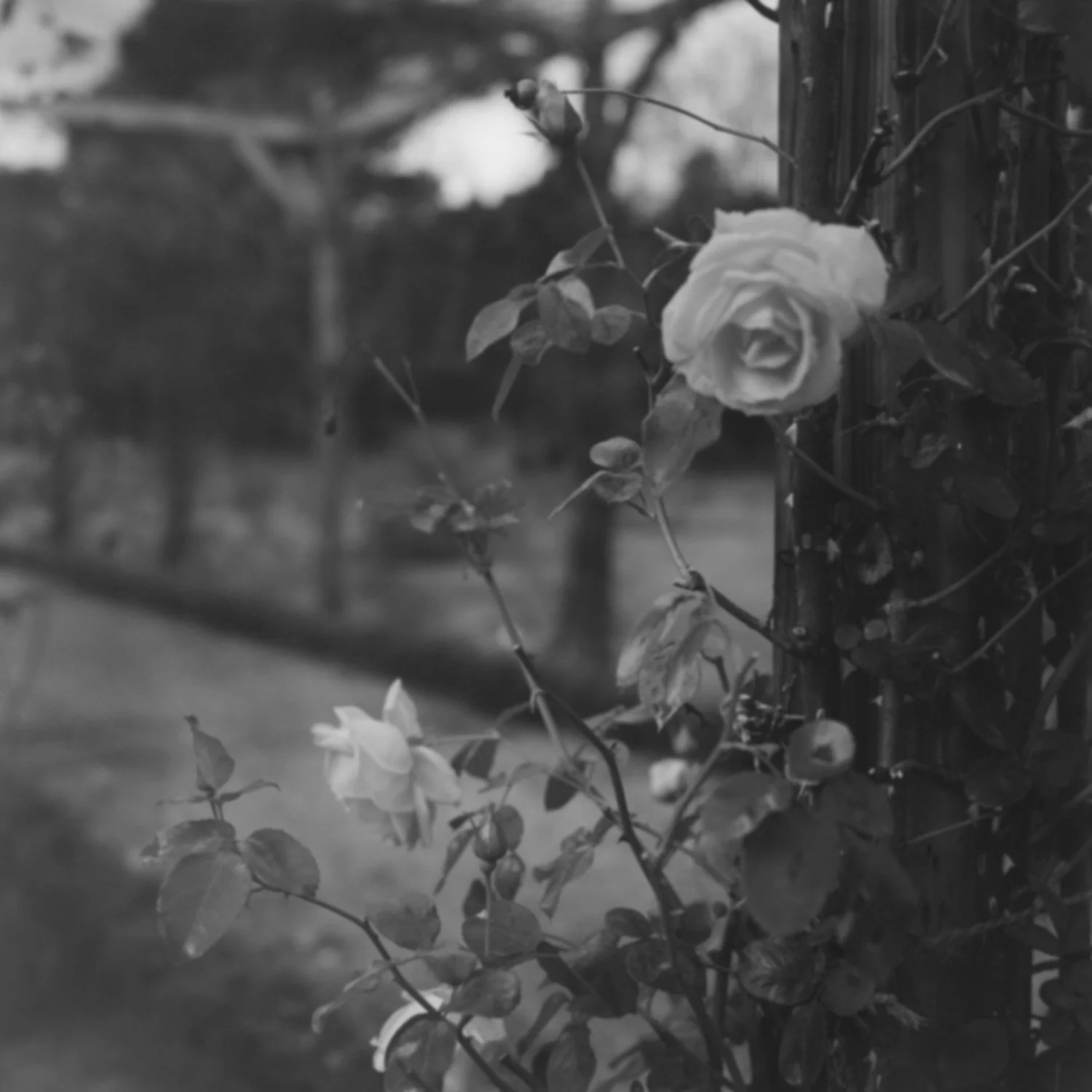 《Echoes of the Primordial #16》2026, gelatin silver print, 47 × 47 cm, edition of 5