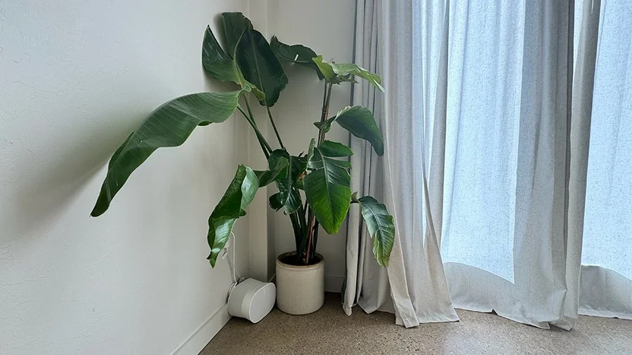Plant-in-Corner-with-Speaker.jpg