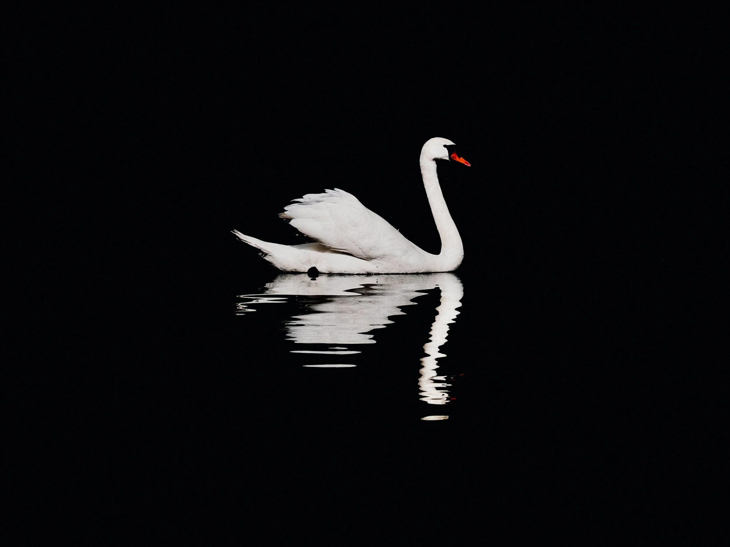 A white swan with an orange beak swimming on dark water, creating a reflection.