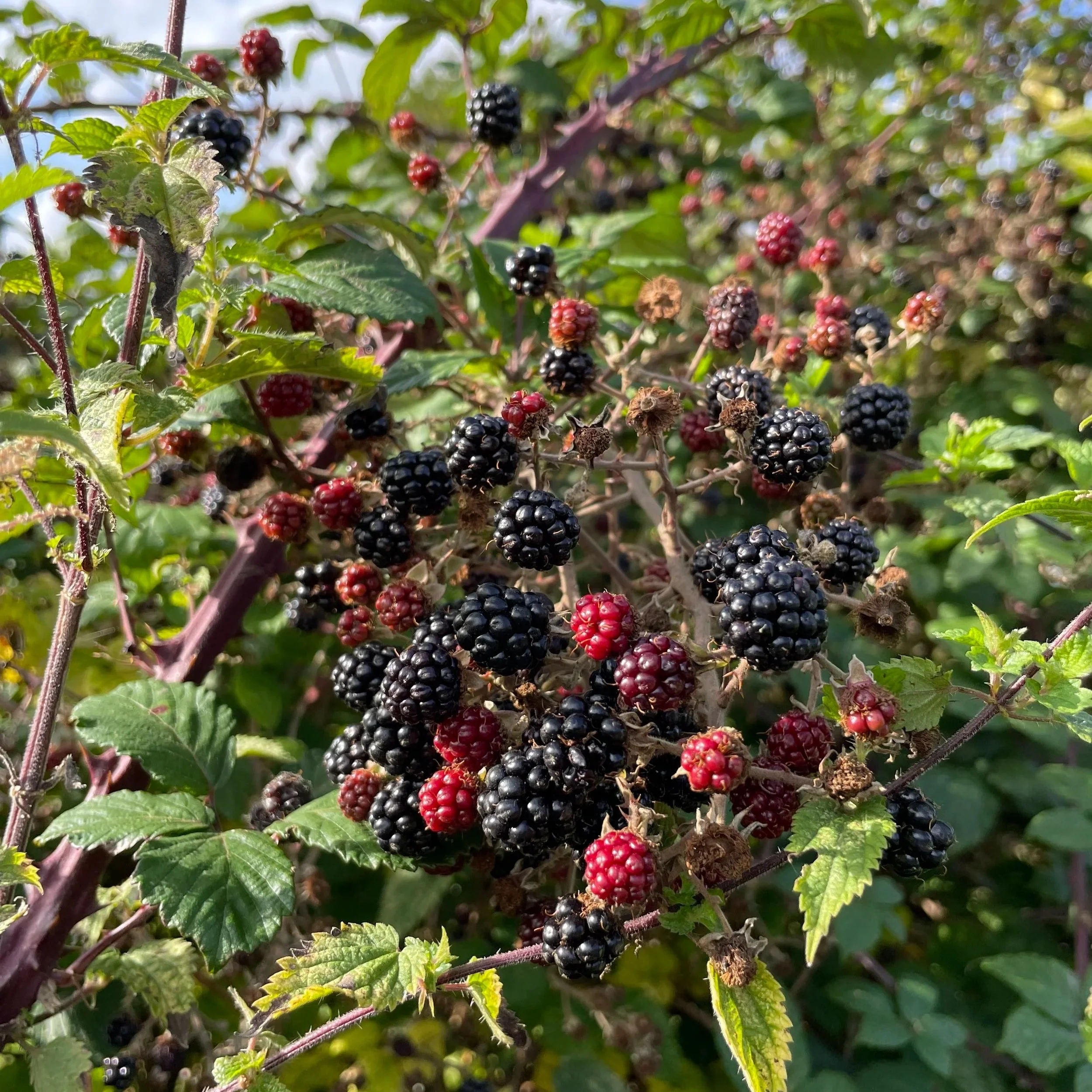 Rethinking the Autumn Hedge Cut