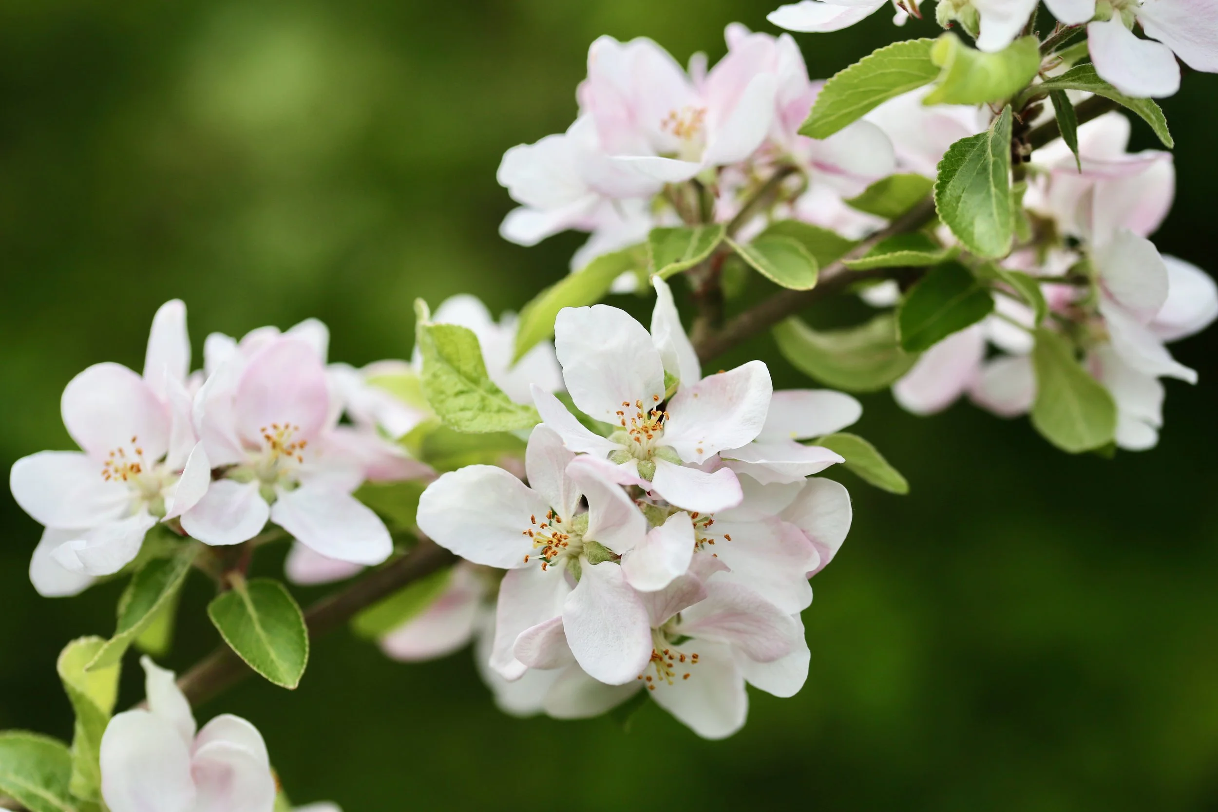 Apple blossom in the traditional orchard at Sutton Mead.