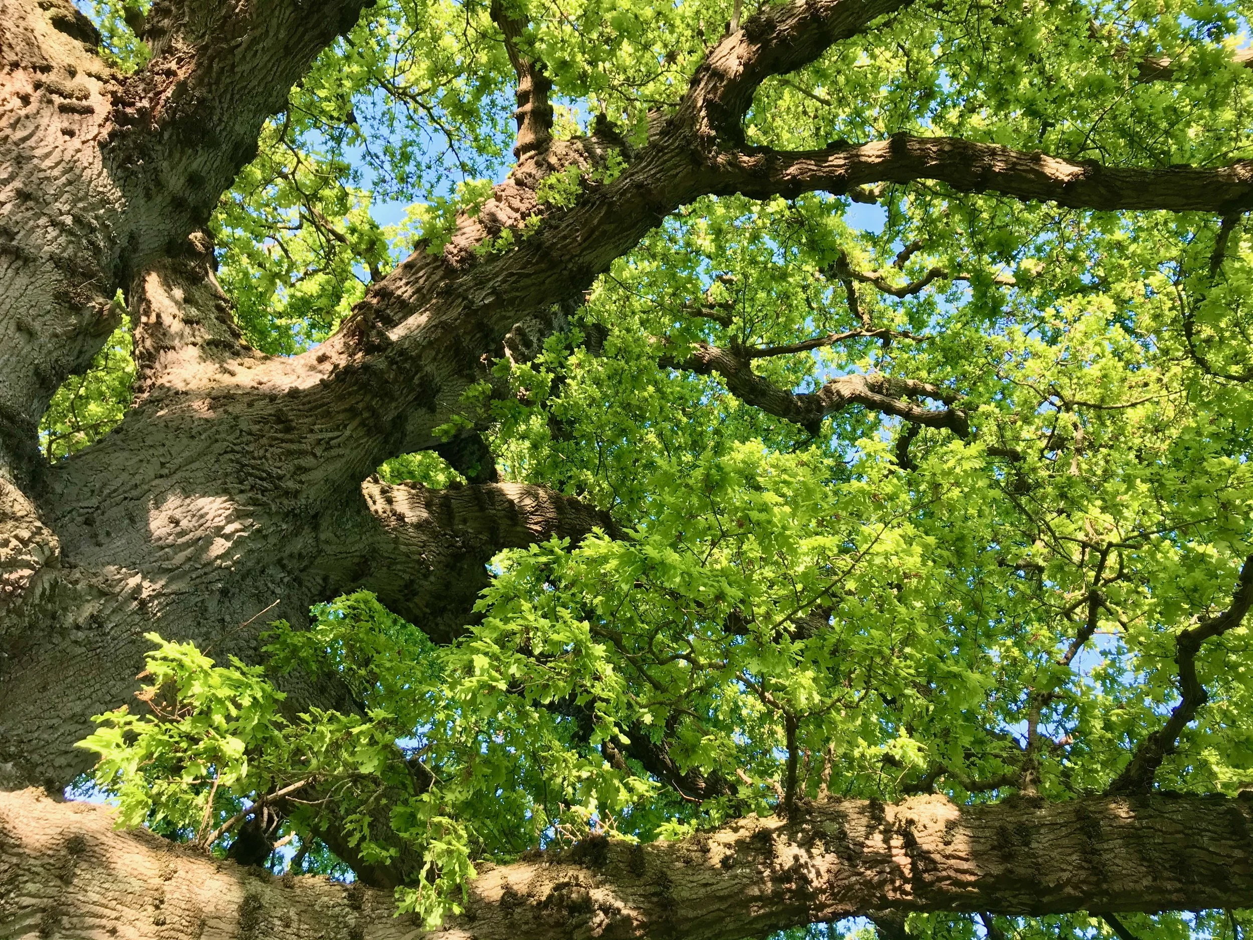 Veteran oak tree in woodland at Sutton Mead.