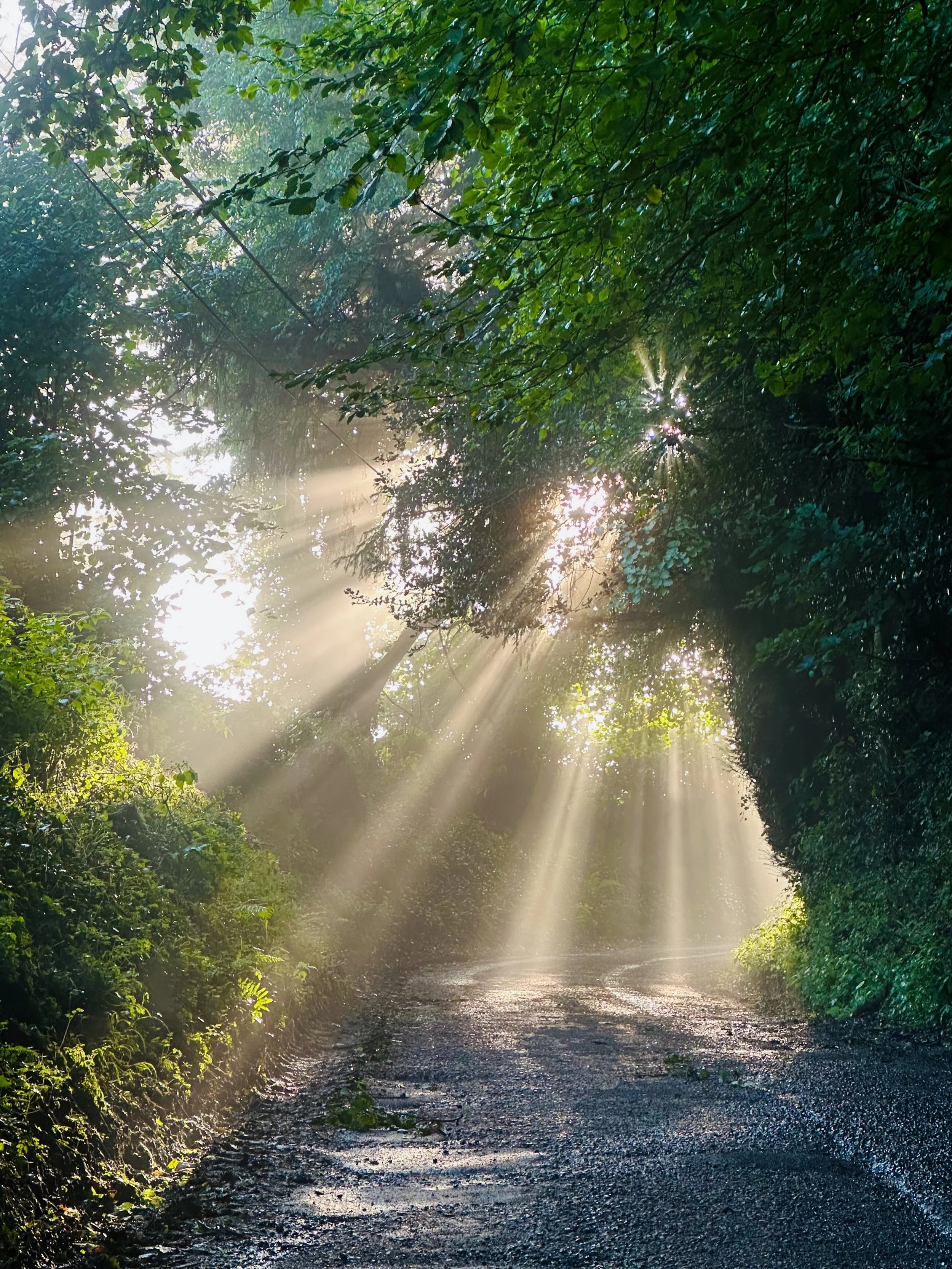 Sunlight through woodland at Sutton Mead.