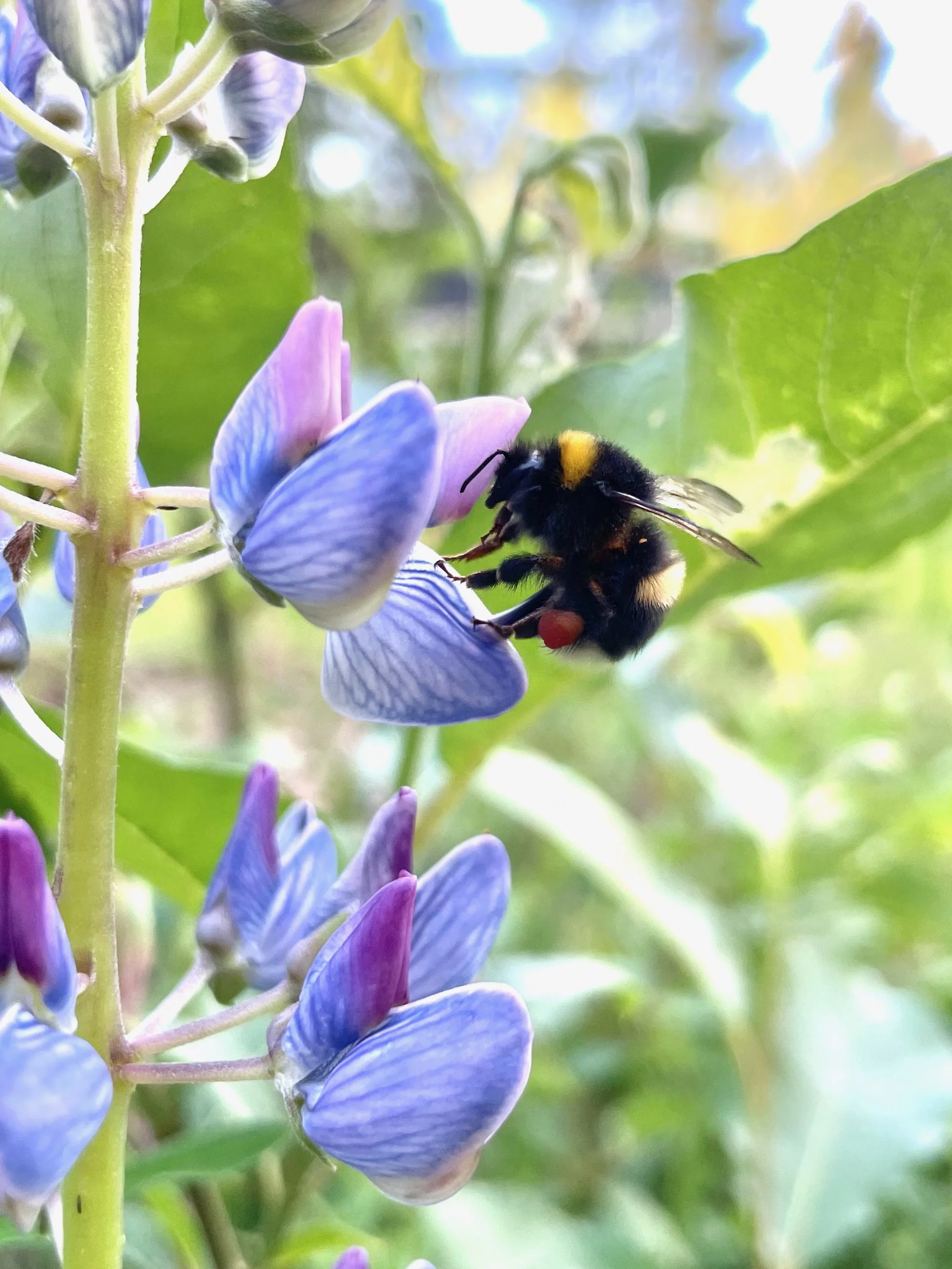 Bumblebee feeding on wildflower blossom at Sutton Mead.