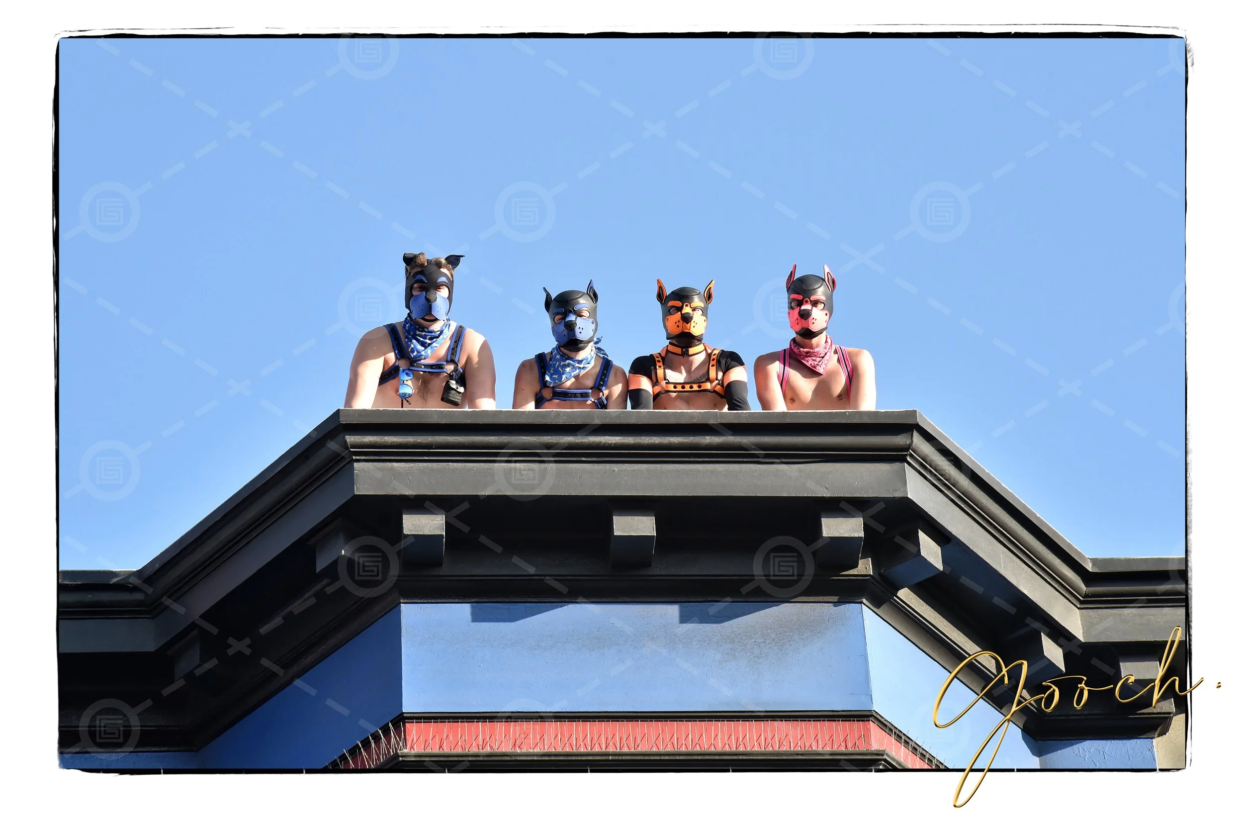 Folsom Pups on  roof 2020