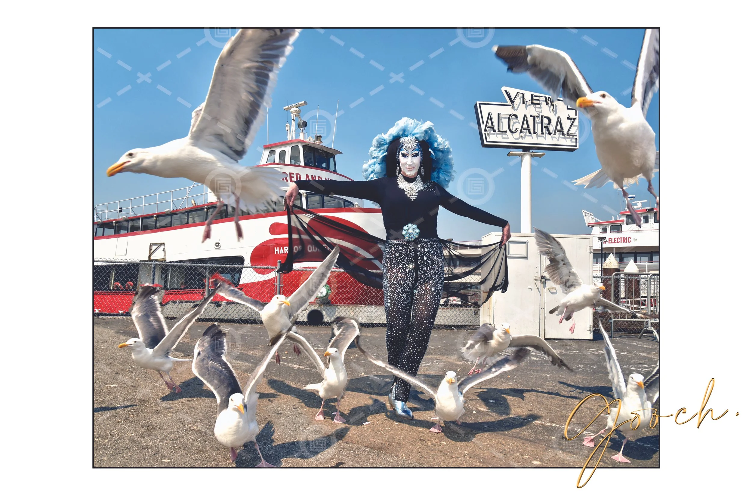 Roma Seagulls at Fishermans Wharf SF 2020