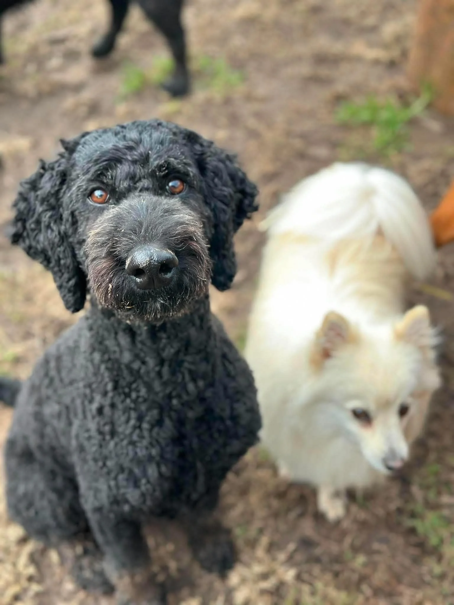 Where the Tuesday dogs at 🤩📸