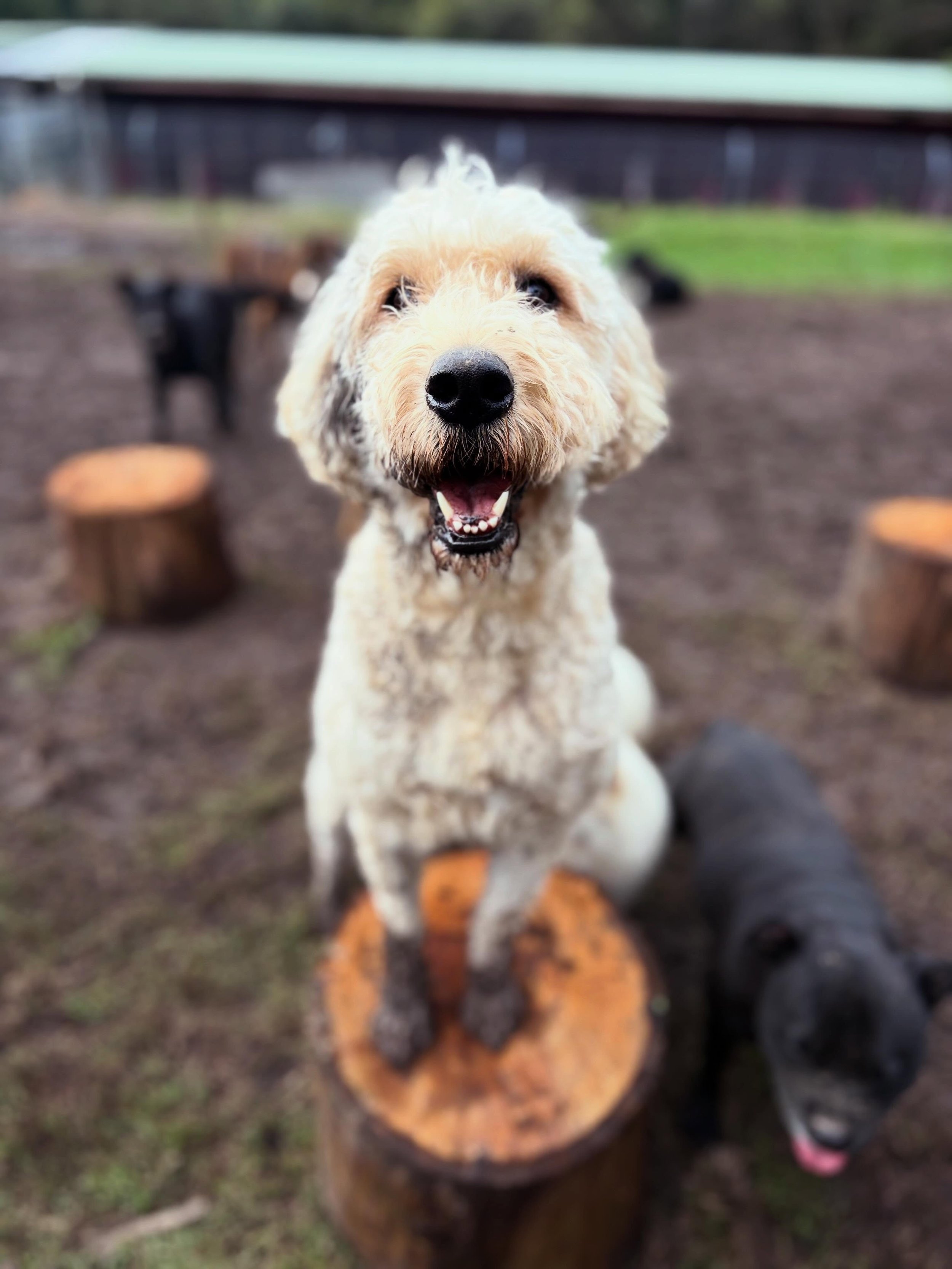 Thursday daycare pups 🐶🫶🏻
