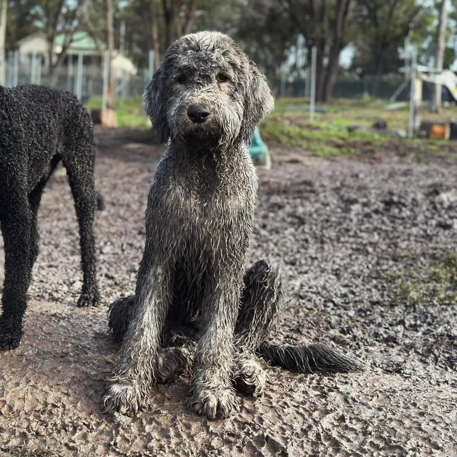 No one: &lsquo;get as dirty as possible&rsquo; 
Ted: &lsquo;challenge accepted&rsquo; 🐷🐾