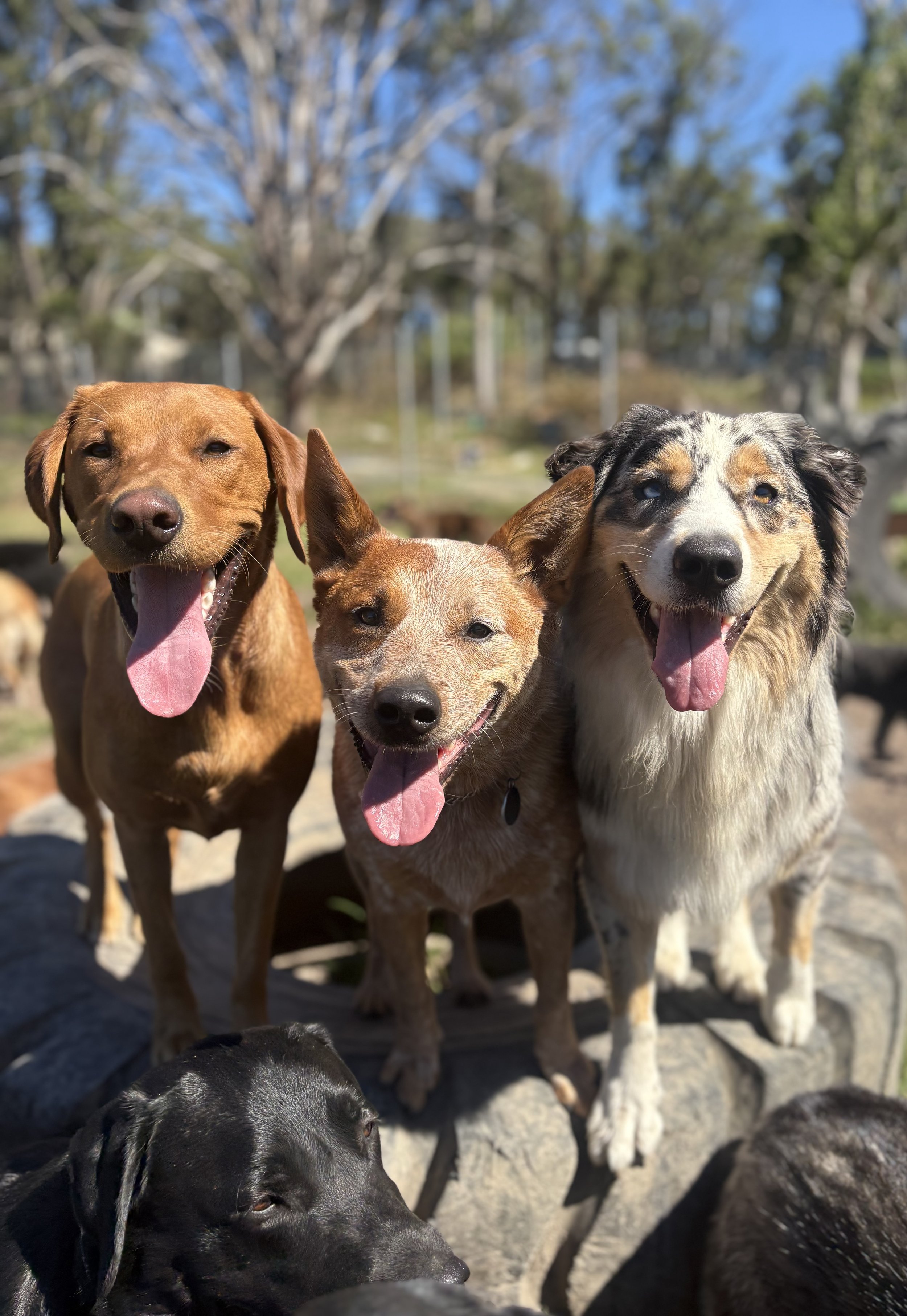 Smiling Pups