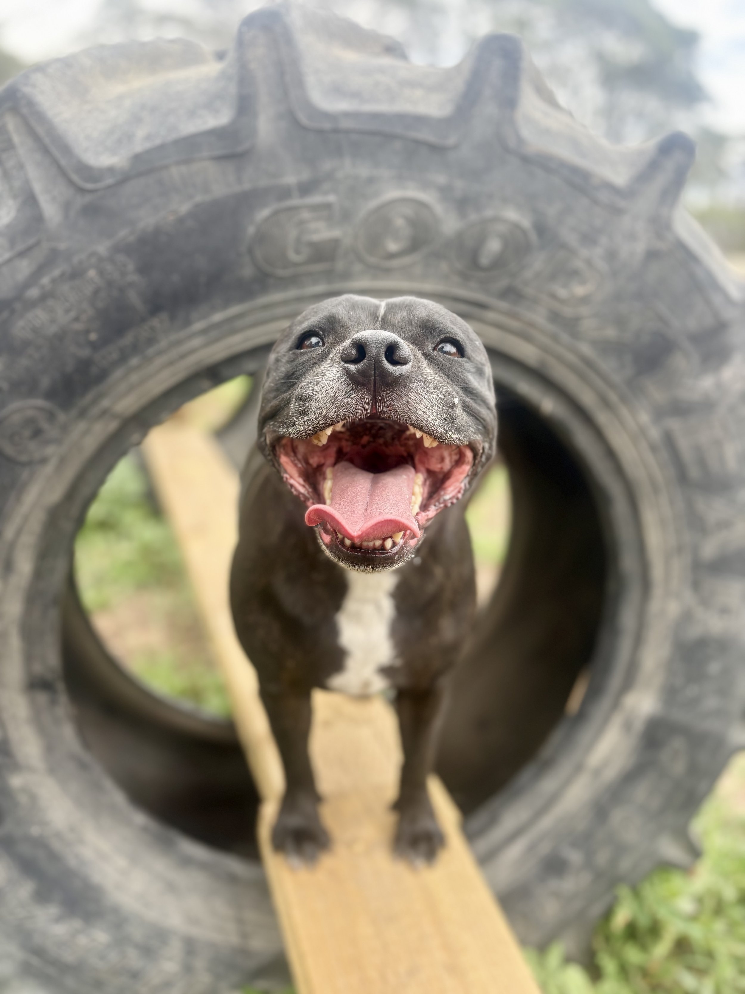 Farm fun
