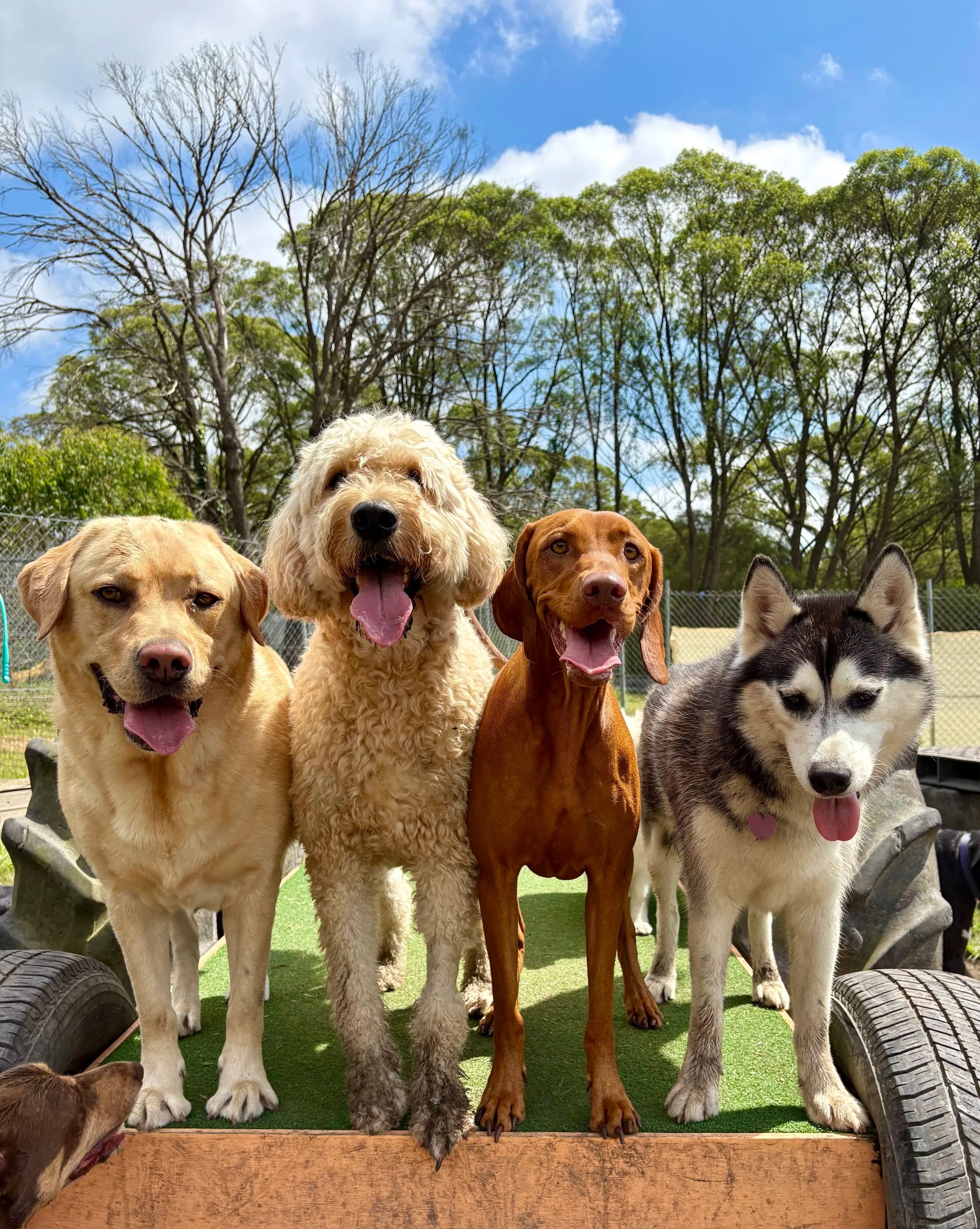 Happy pups in the paddock